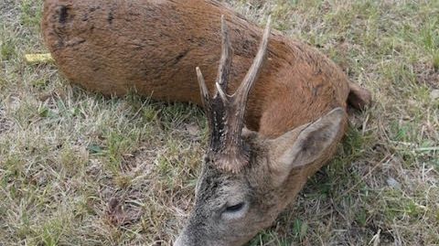 FRANCE ROE BUCK (Chevreuil) 2014 HUNTING (chasse) SEASON by SELADANG