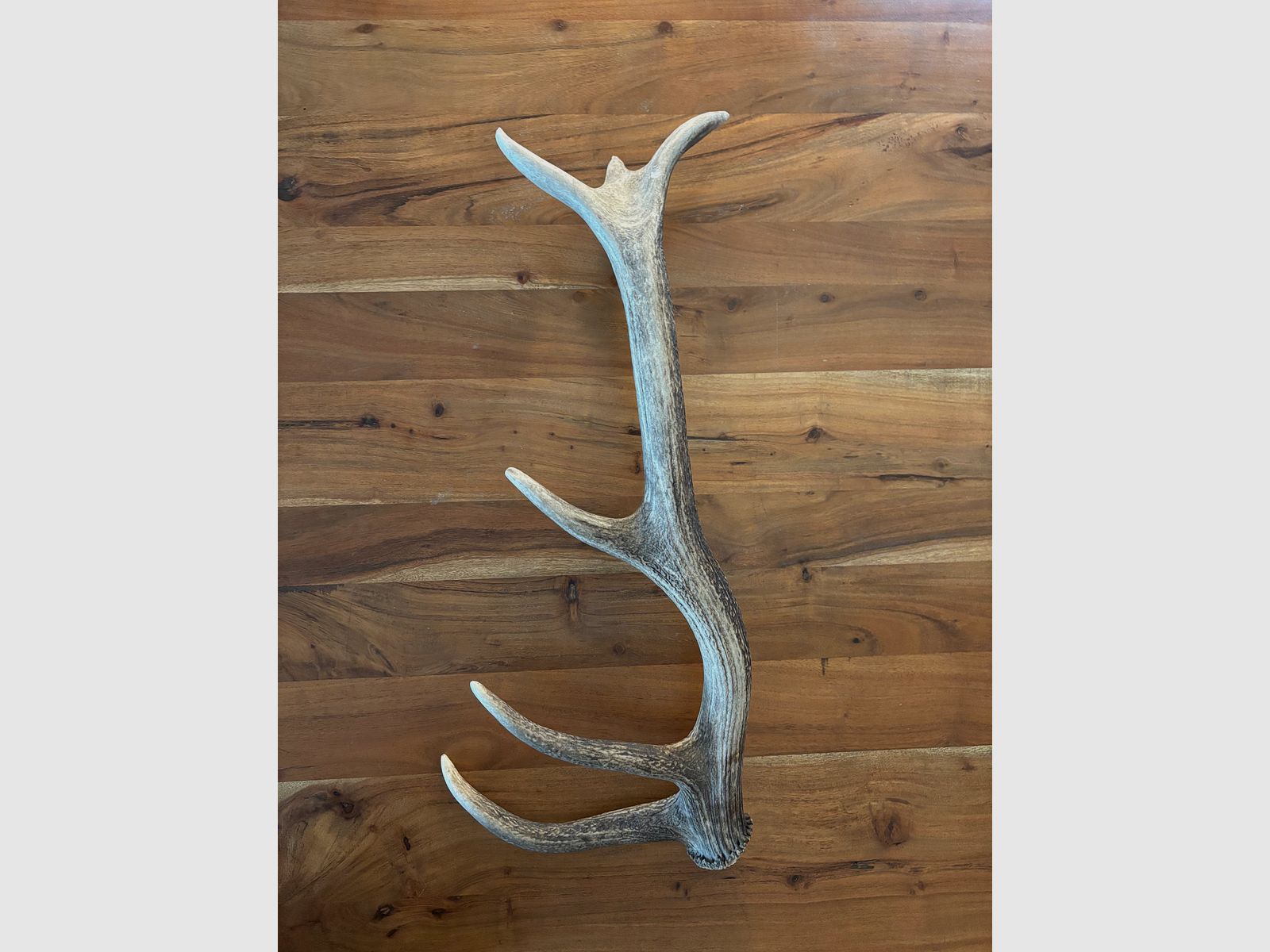 Abwurfstange Rotwild