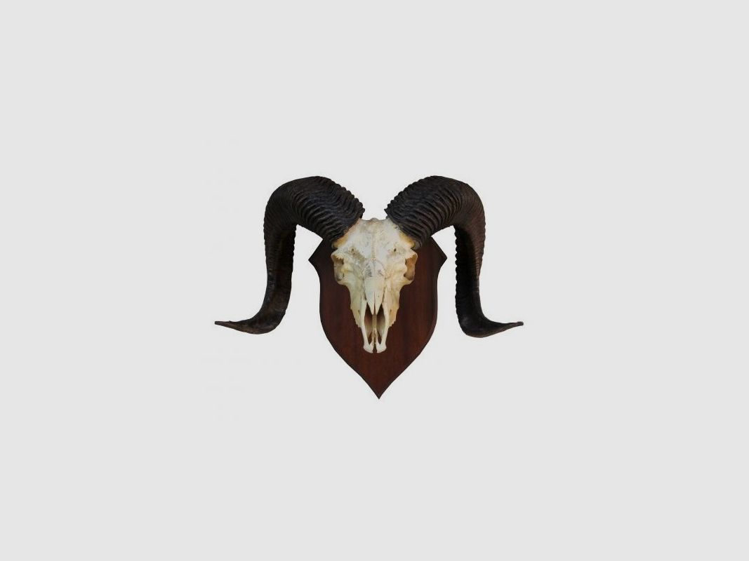 Muffelwild-Trophäe
