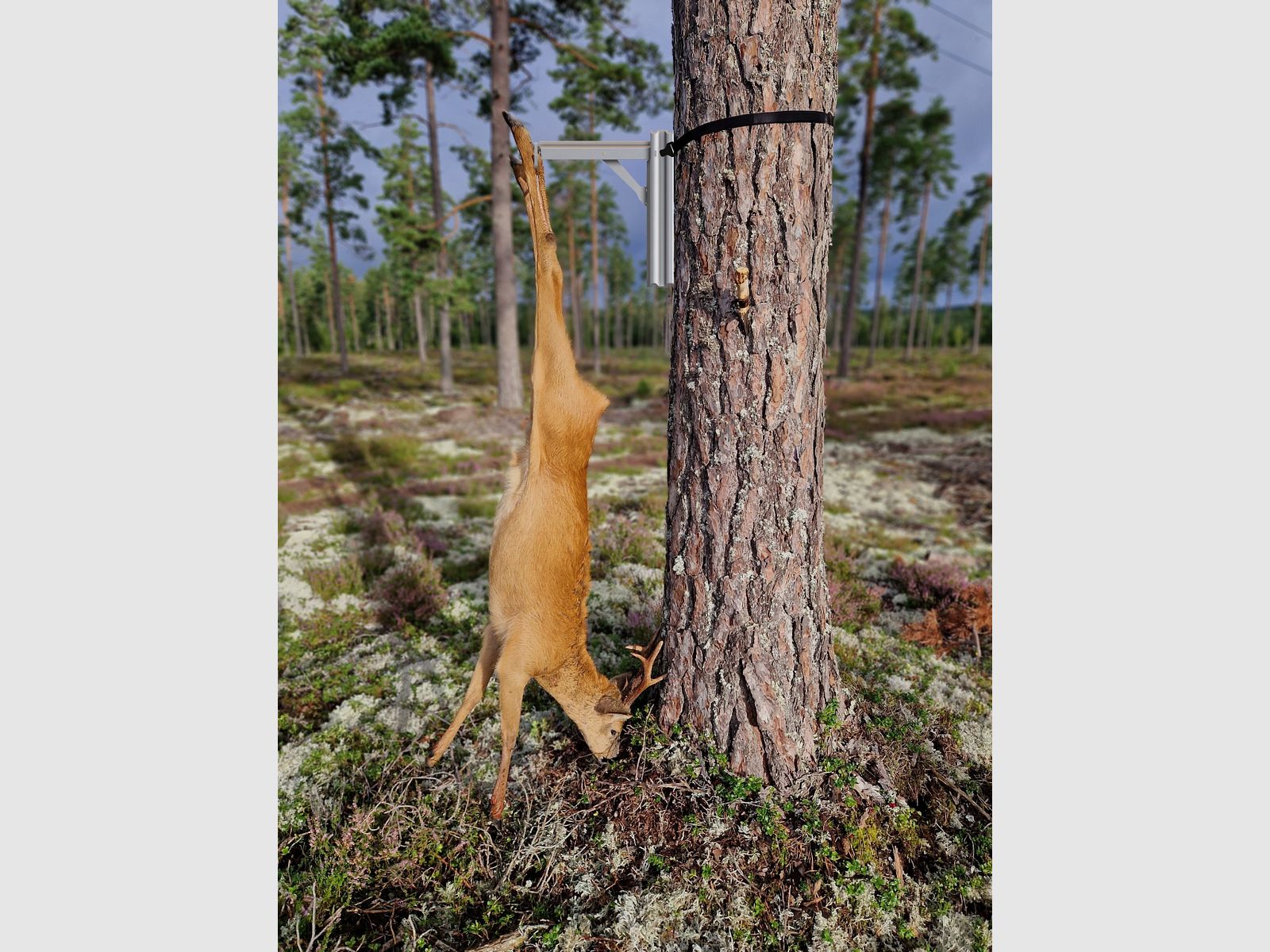 Boarhanger Wildgalgen