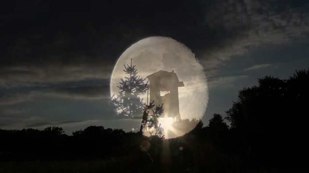 Fuchs, Dachs und Waschbär im Juli & August 2025