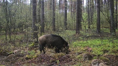 Rehwild-Tipp Anis-Aroma aus dem Angelbedarf 