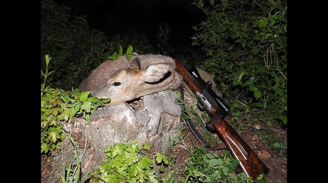 Rehwildjagd im Frühjahr / roedeer hunting in spring - Junge Jagd