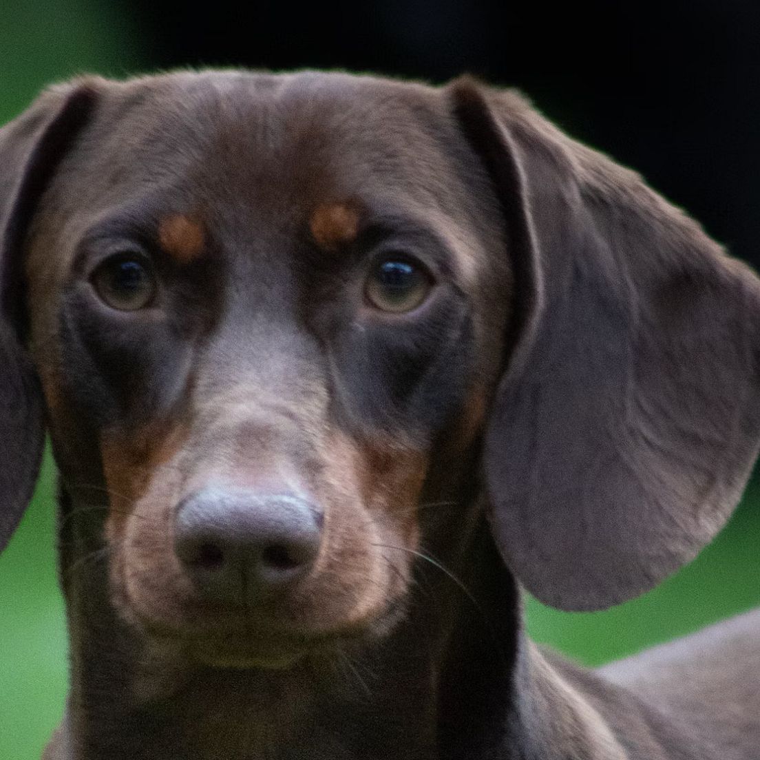 Gefährdung der Jagdhundezucht in Deutschland – Ein drohendes Ende?