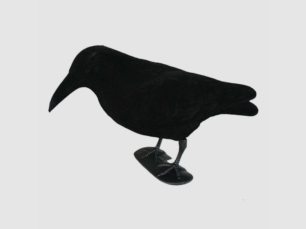 Lockkrähe beflockt