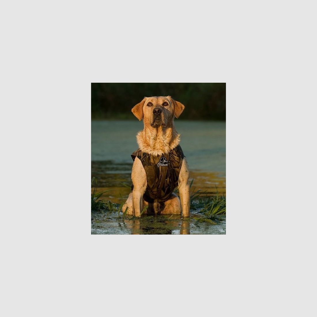 Dokken's Neopren-Hundeweste x-treme, Bild 1 von 6