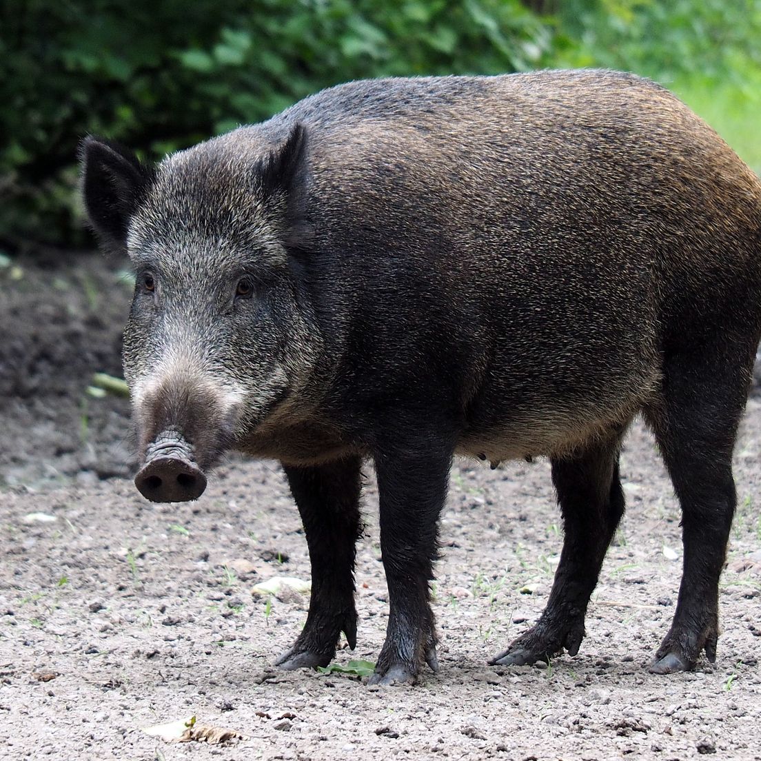 Afrikanische Schweinepest