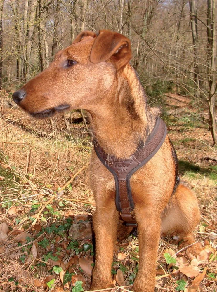 Harnais pour chien XS FOLLOW LIGHT marron Niggeloh, image 2 sur 2