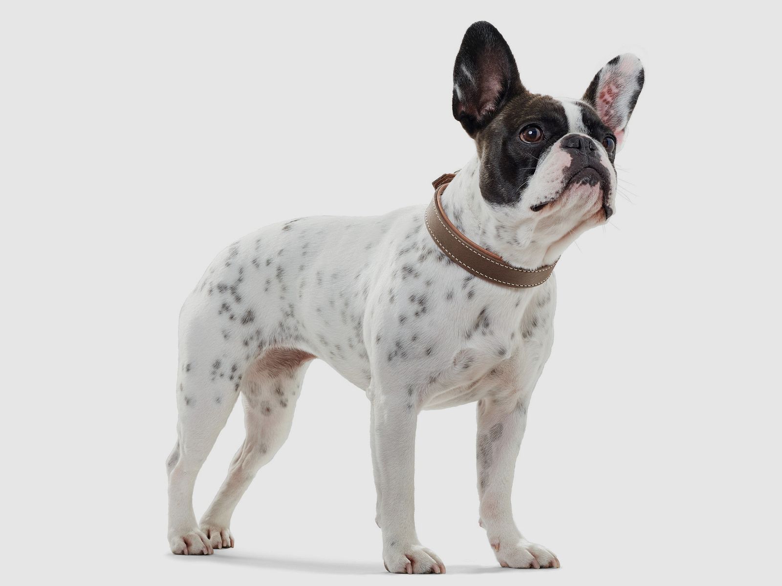 Hunter Halsband Porto