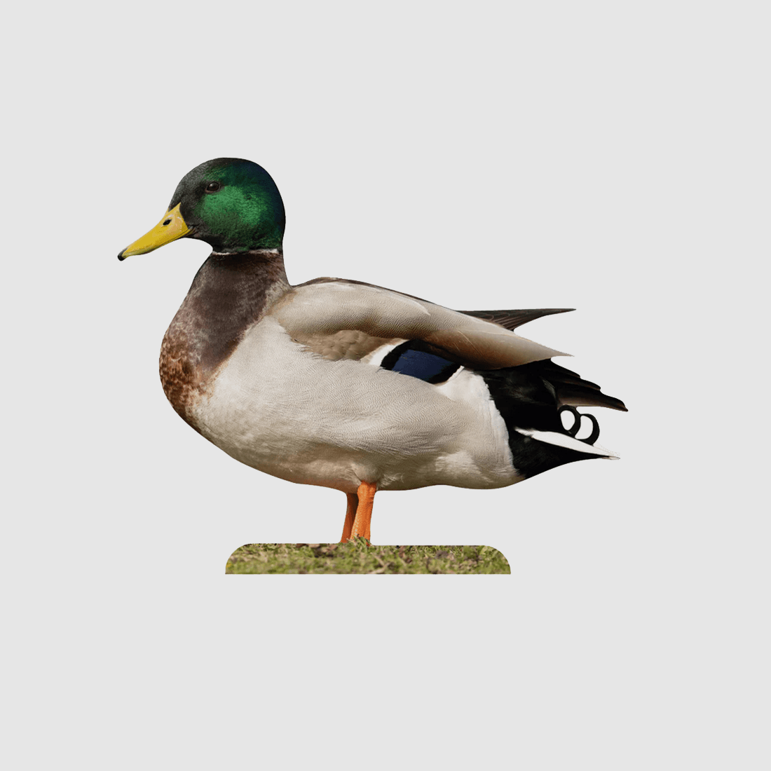 Tieraufsteller Stockente Erpel