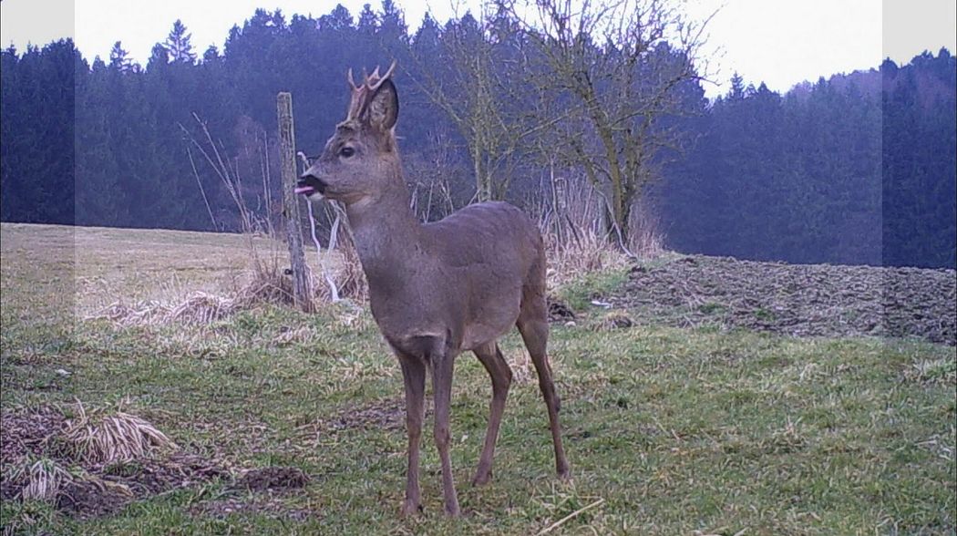 Jagdmomente im  März 2018 - hunting moments in march