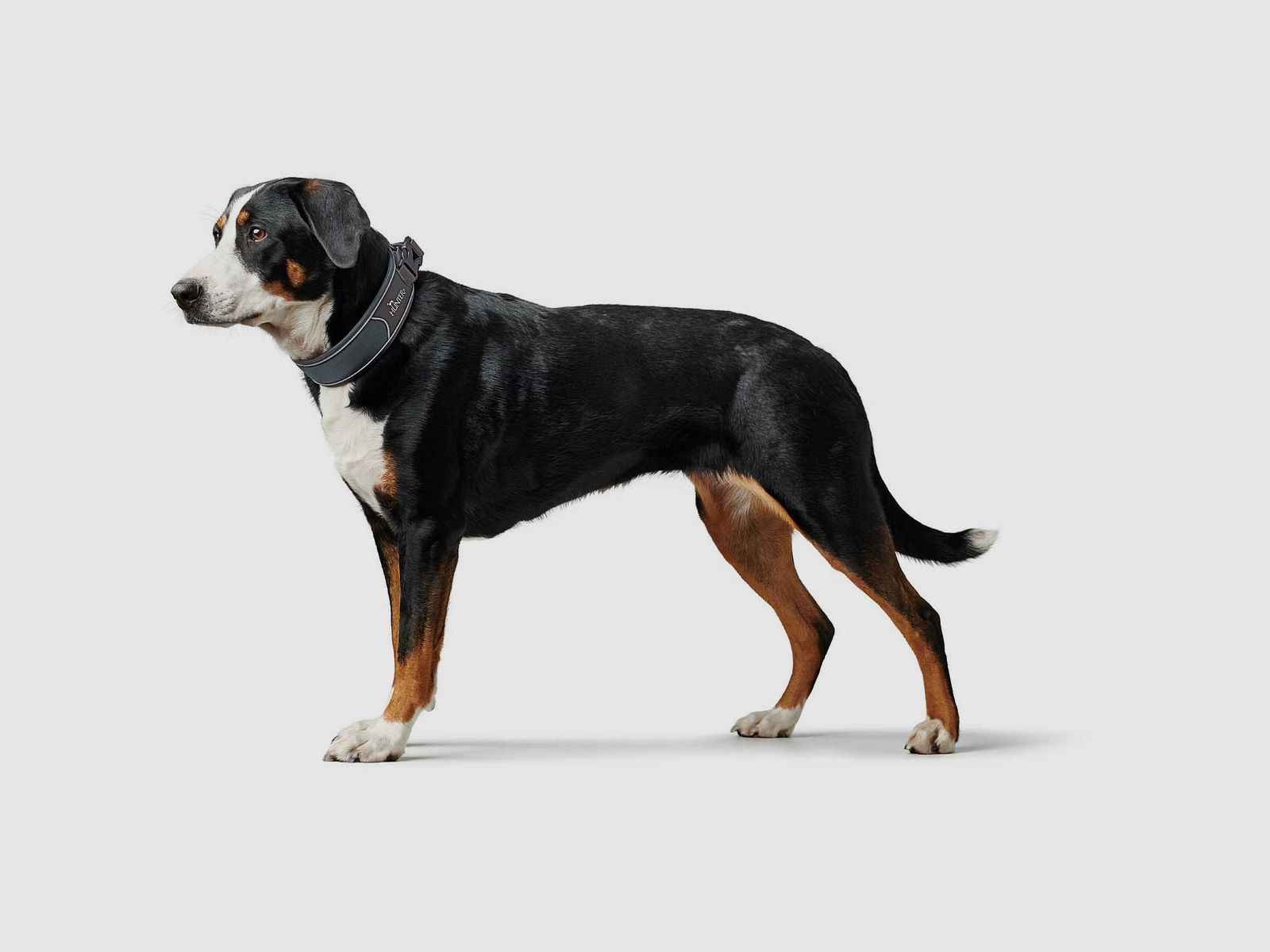 Hunter Halsband Divo