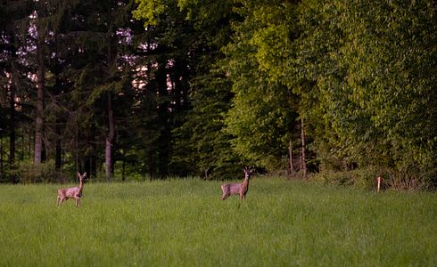 Die Blattjagd: Eine anspruchsvolle Tradition im Jagdkalender