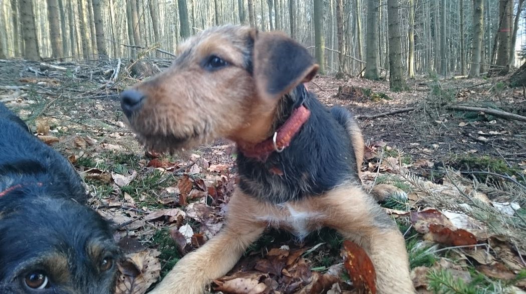 HEIDETERRIER WASSERARBEIT UND APPORT