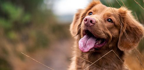 Hund hört nicht auf Ruf - Gezieltes Rückruftraining