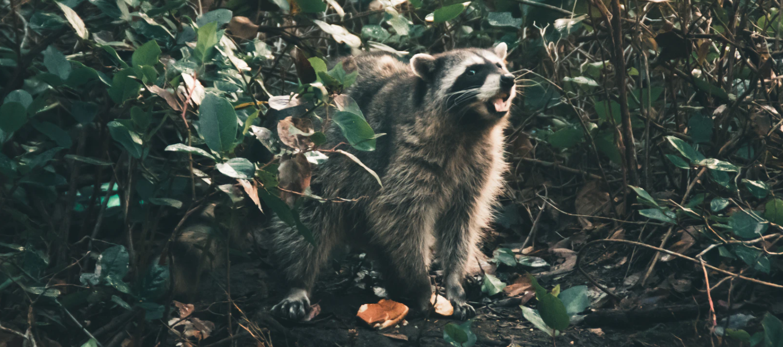 Raubwild