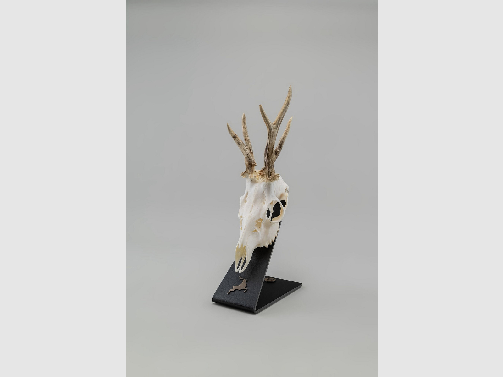 Jagdtrophäenständer zu verkaufen – Rehwild, Rehbock, Bock