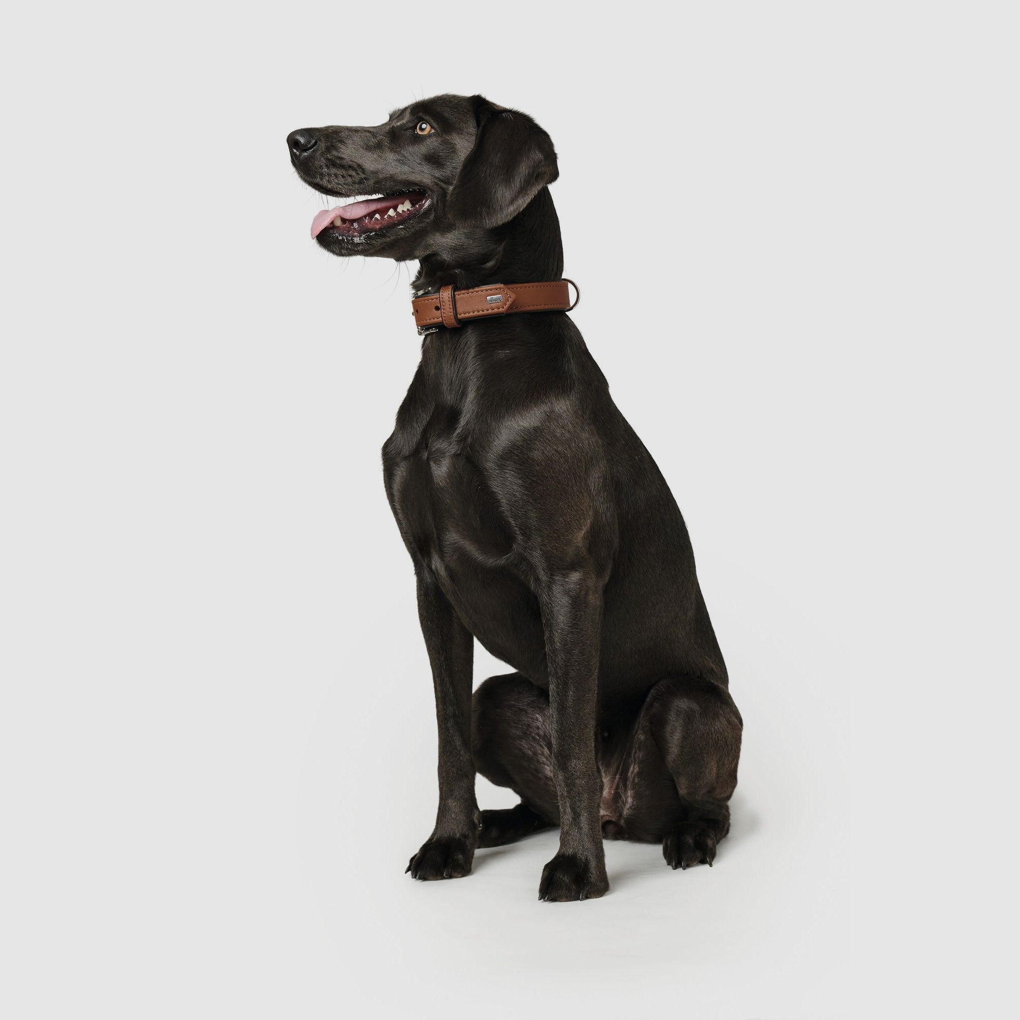 Hunter Halsband CANADIAN aus Elchleder