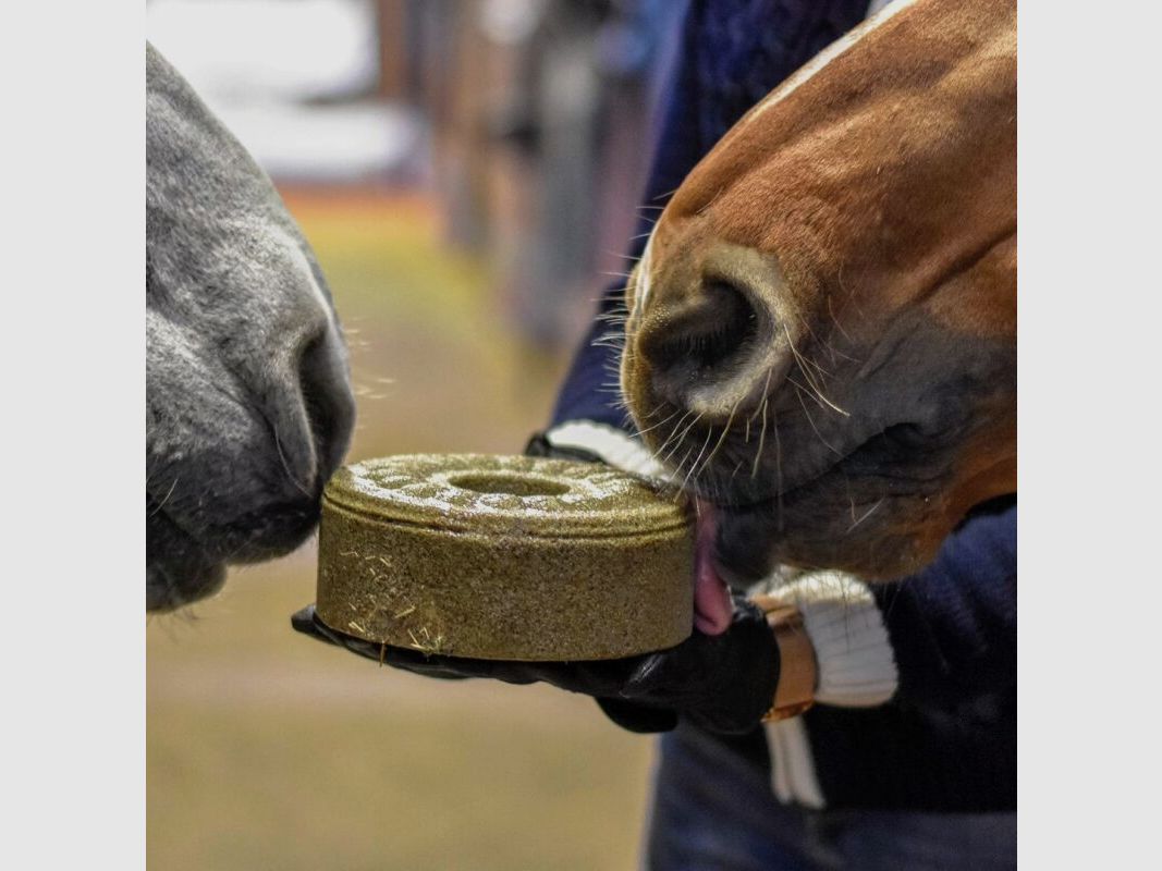 Wildlutscher Leckstein für Pferde und Ponys Chiasamen - Knochen & Gelenke 1,8 kg