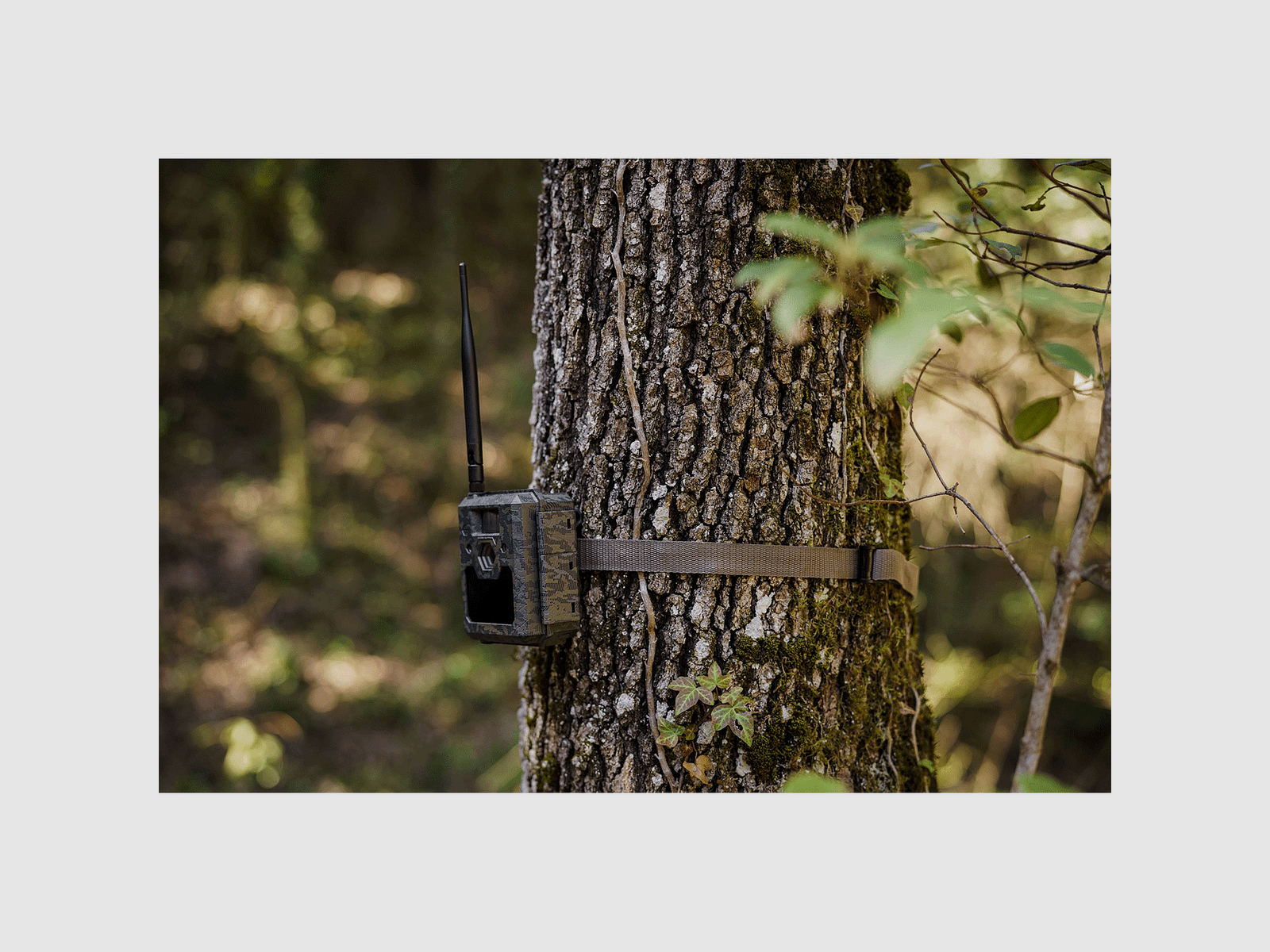 FOTOTRAPPOLA – ICU CLOM CAM5 – 4G/LTE – Batterie e SD incluse, immagine 11 di 11