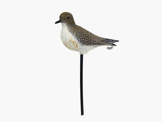 Stepland Plover Vorm