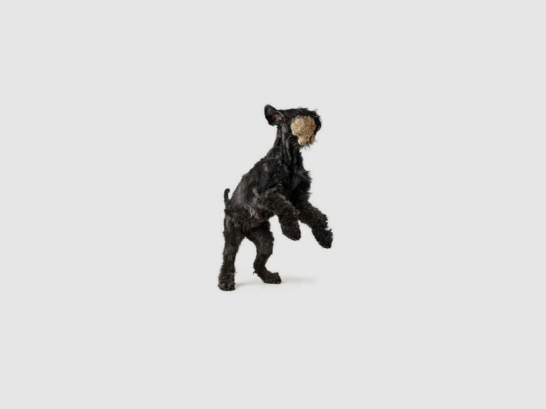 Hunter Hundespielzeug Plüsch Pori beige 18cm