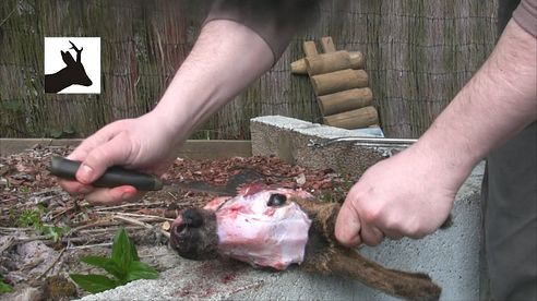 How to boil out deer head - part 1. European method. Non medal trophy head.