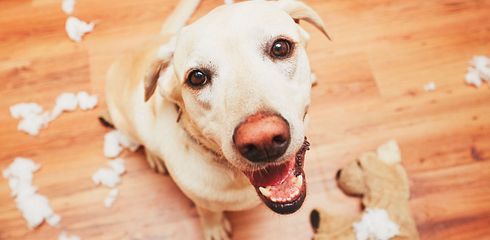 Die Pubertät beim Hund