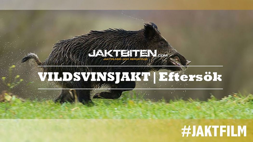 Jakt | Eftersök - Vildsvinsjakt | JAKTBITEN.COM