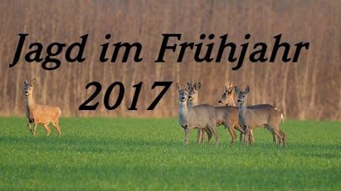 Jagd im Frühjahr 2017