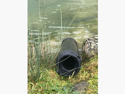 Corbeau à dos de velours