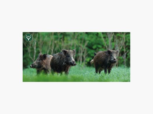 DJV-Gruß-Klappkarten (10er-Pack)