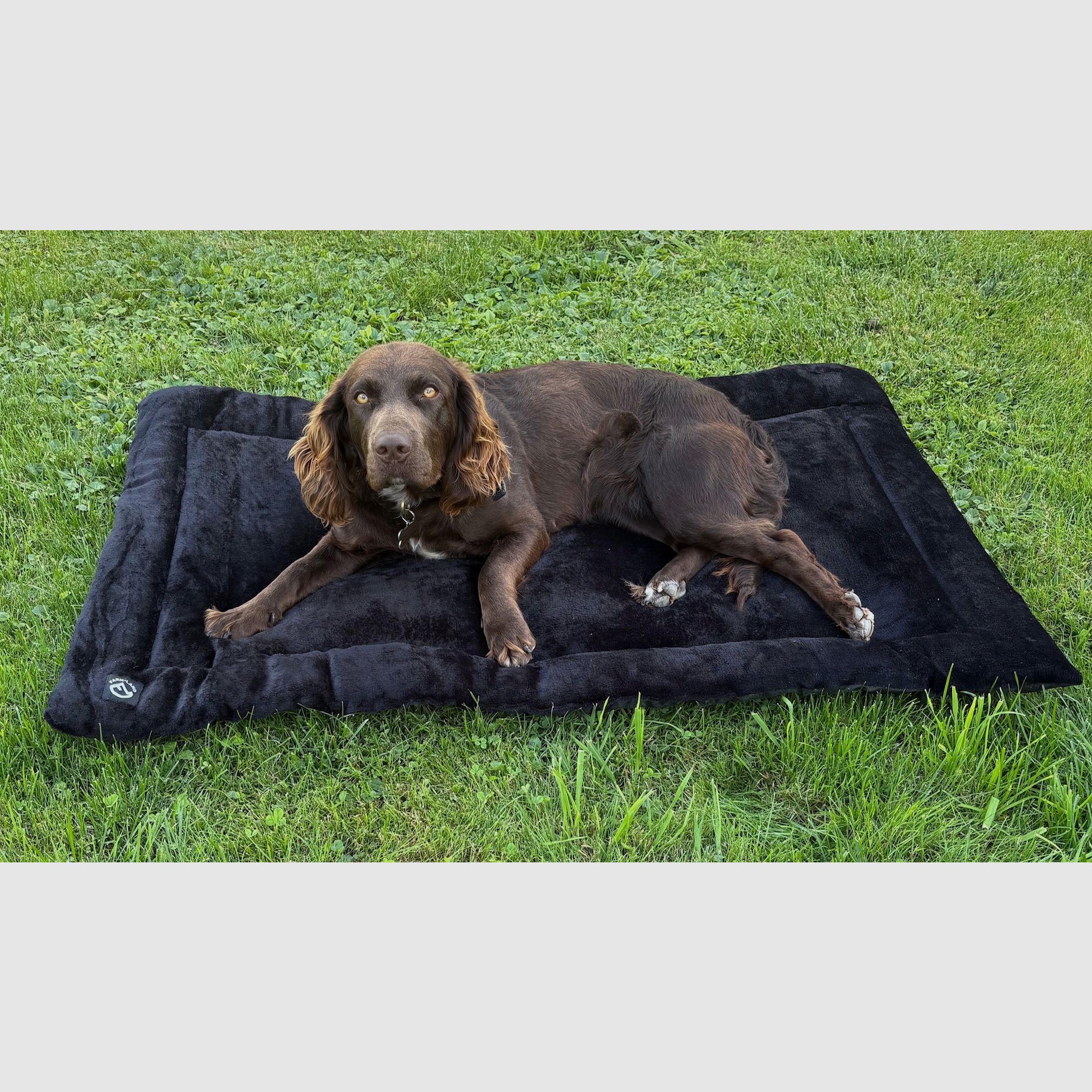 Velours honden deken