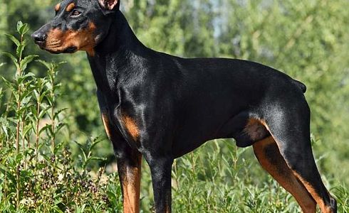 Rasseprofil: Deutscher Pinscher