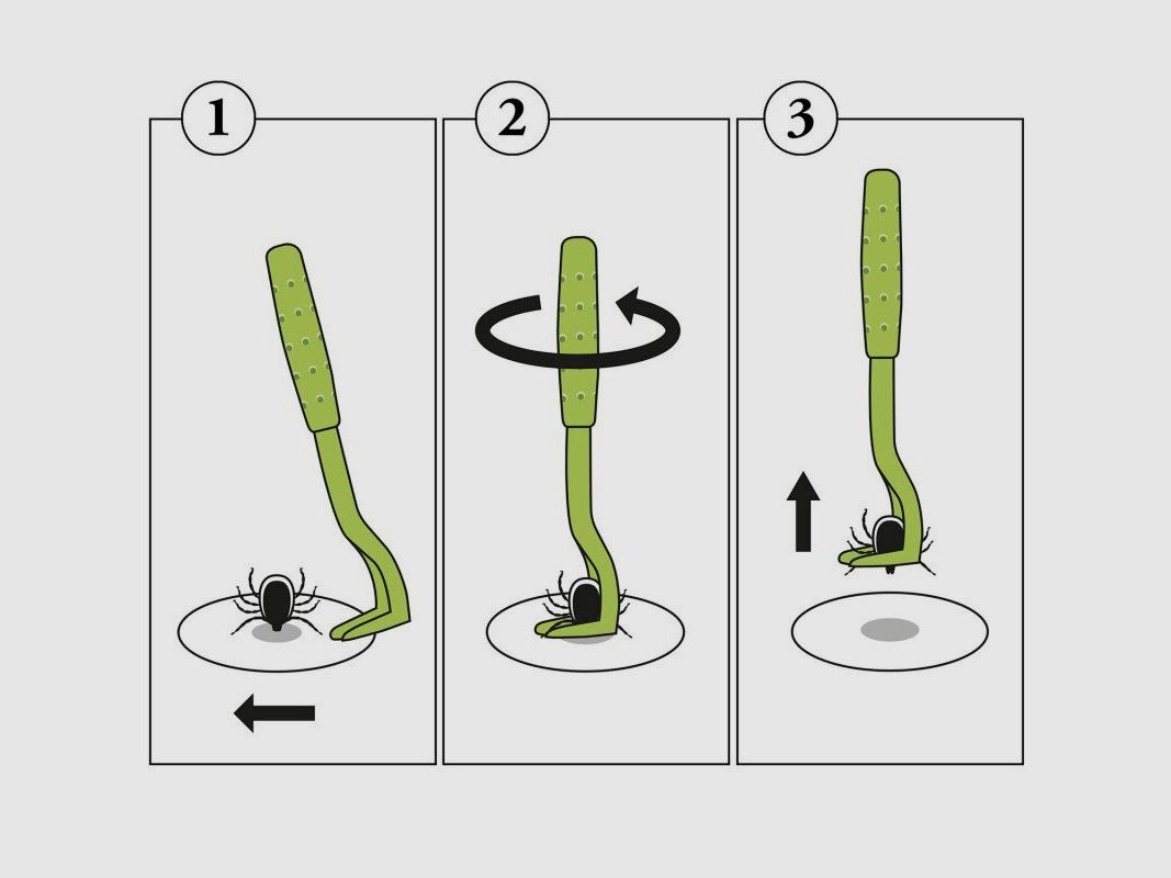 Hunter Tick Hooks Ajka 2-Piece Set