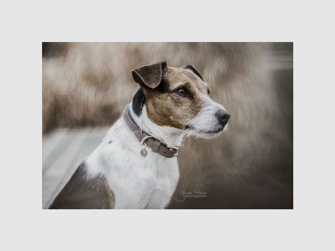 Kentucky Dogwear Hundehalsband Velvet Leather Braun