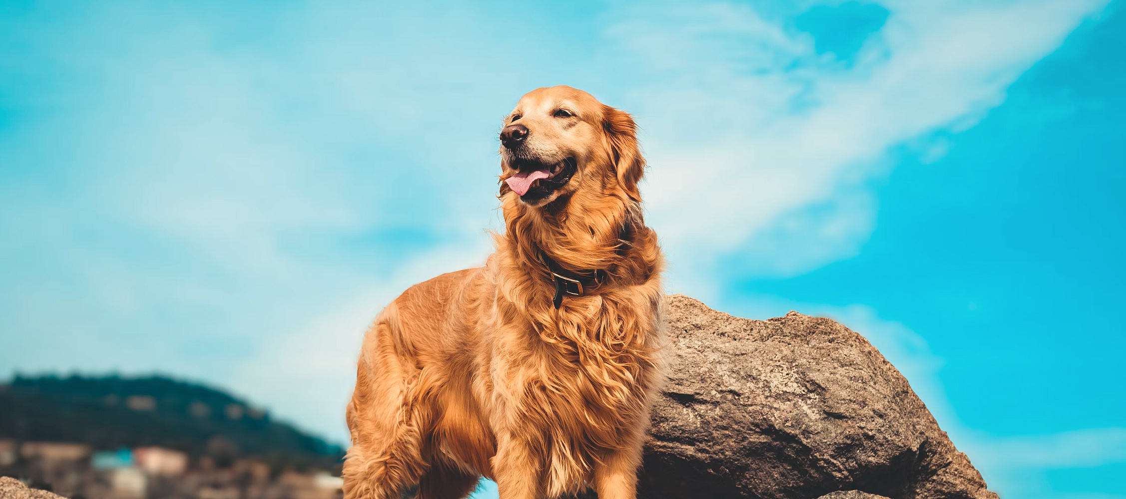 Golden Retriever - wszystkie informacje o popularnej rasie psów