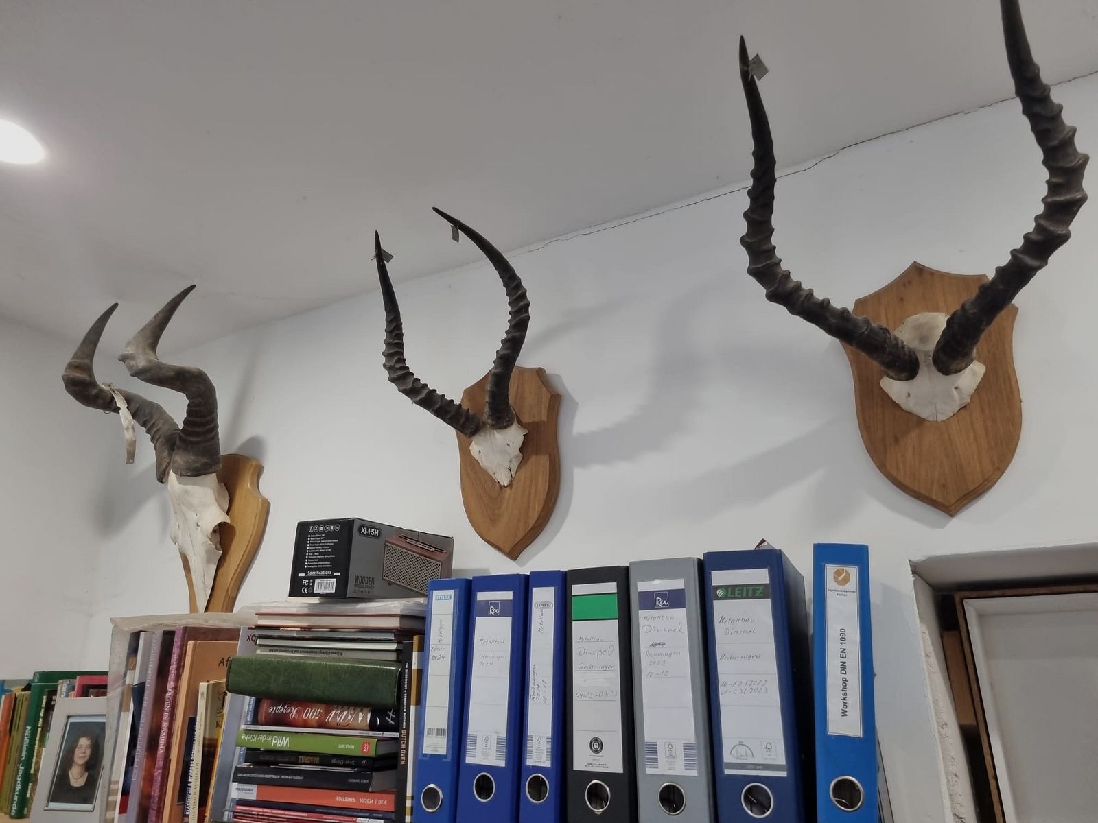 Hunting trophies from Africa and Namibia