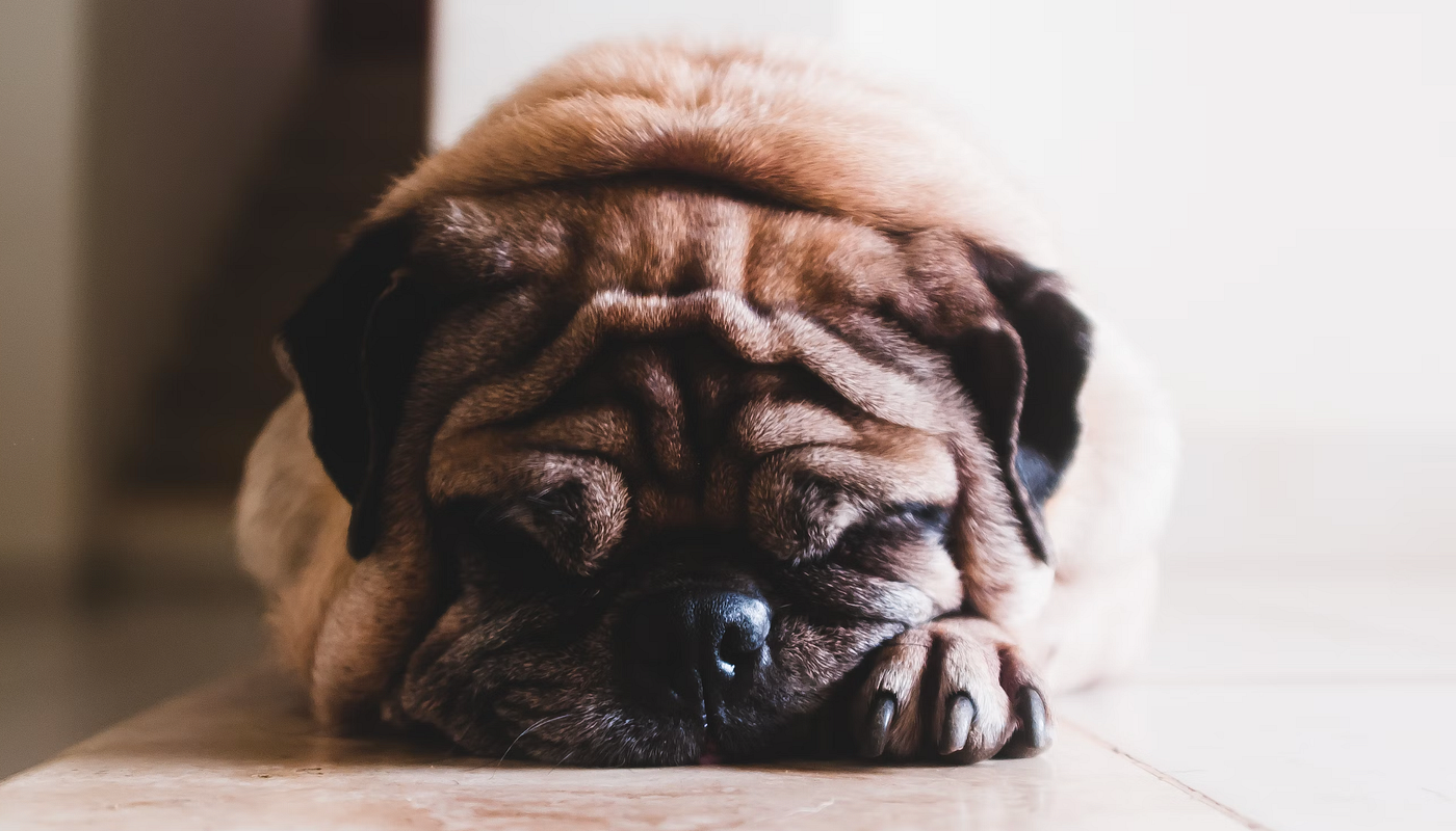 Mein Hund hat Durchfall - was tun?