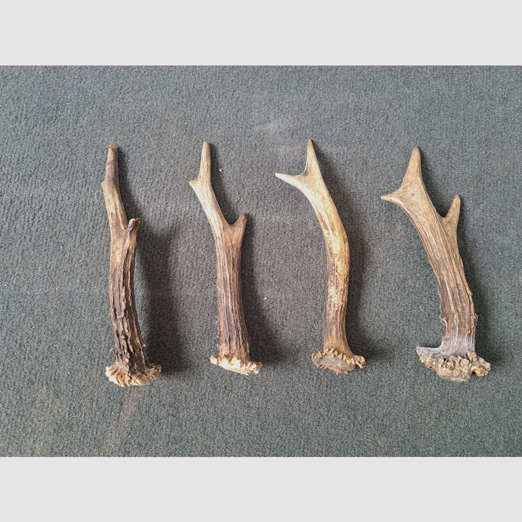 4 pieces of deer antlers