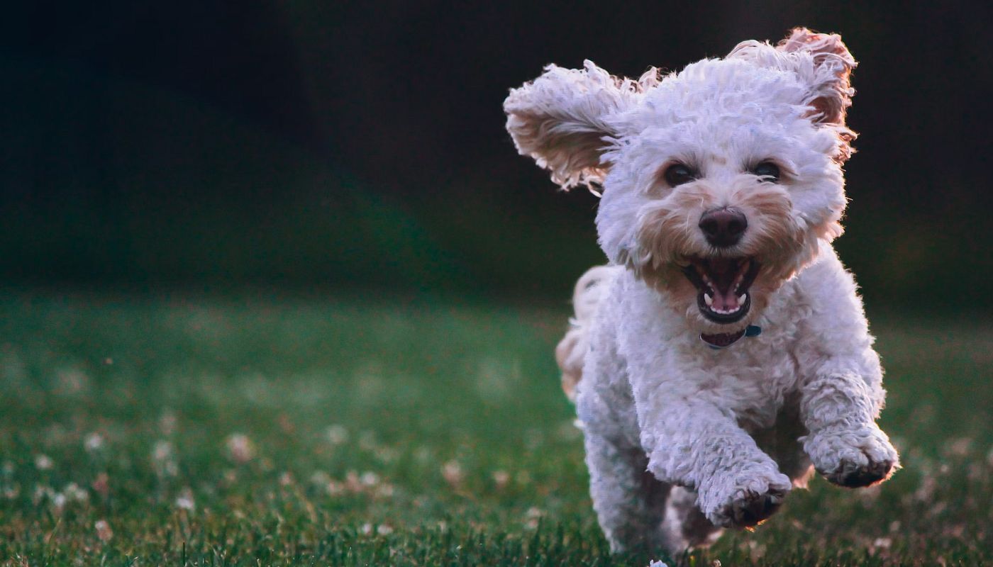  Wie erkennt man, ob ein Hund zu dünn ist?