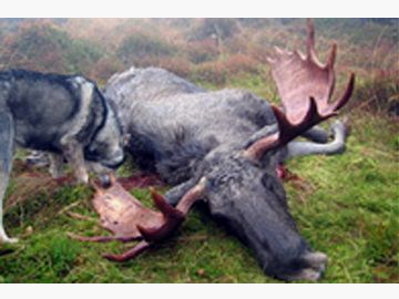 Starke Elchbullen in Norwegen