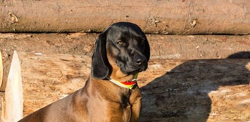 Rasseprofil: Bayrischer Gebirgsschweißhund (BGS)