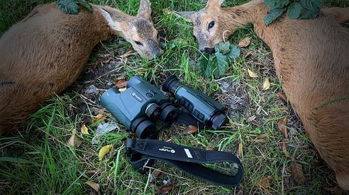 Rehwild-Doublette beim Abendansitz