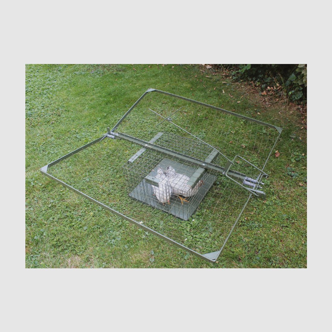 Hawk trapping basket Mod. D