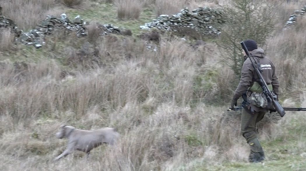 The Shooting Show - first roebuck stalk of 2017