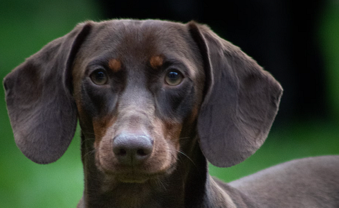 Threat to Hunting Dog Breeding in Germany – An Imminent End?