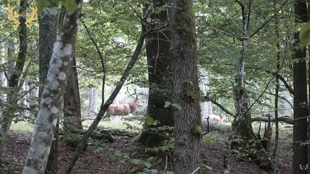 Der Starke vom Erlenbruch - Spannende Pirsch direkt im Einstand gefilmt!