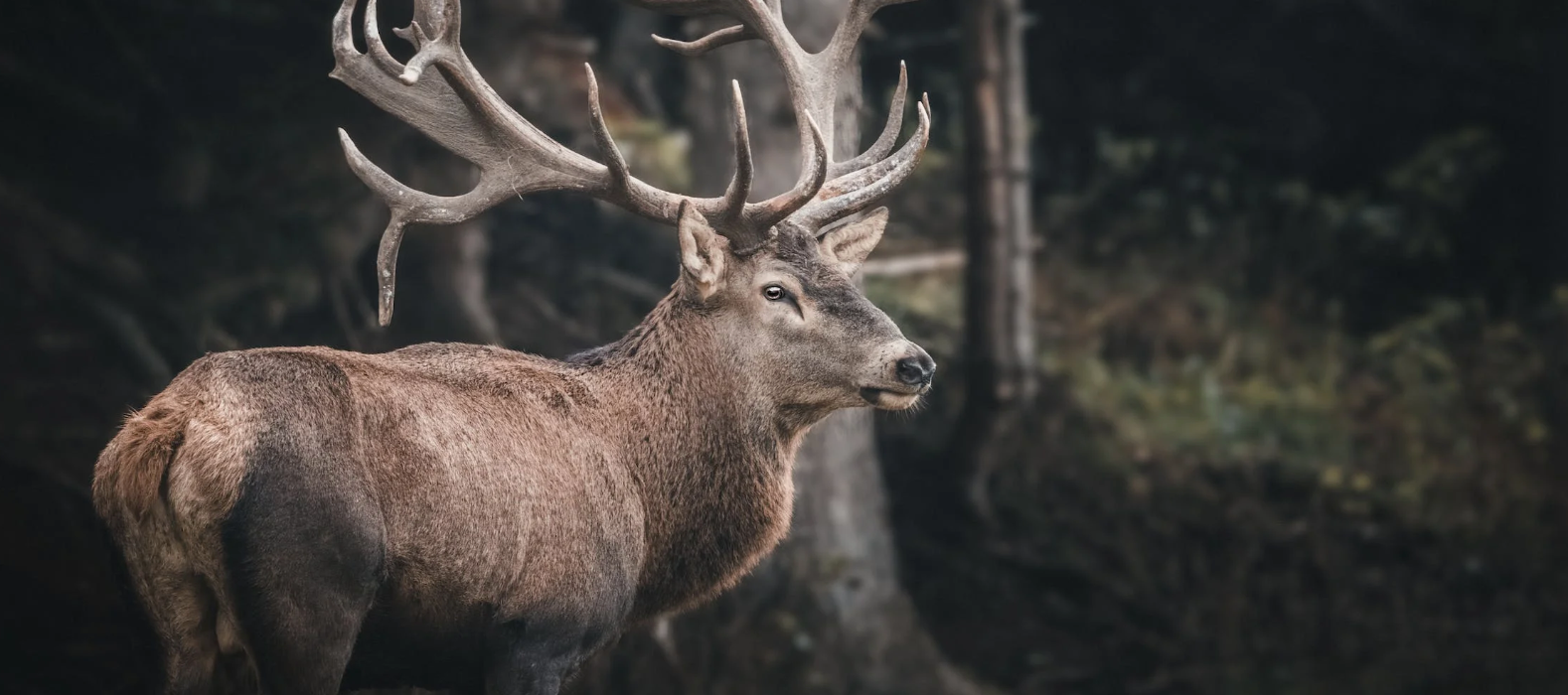 Die Lockjagd auf den Rothirsch