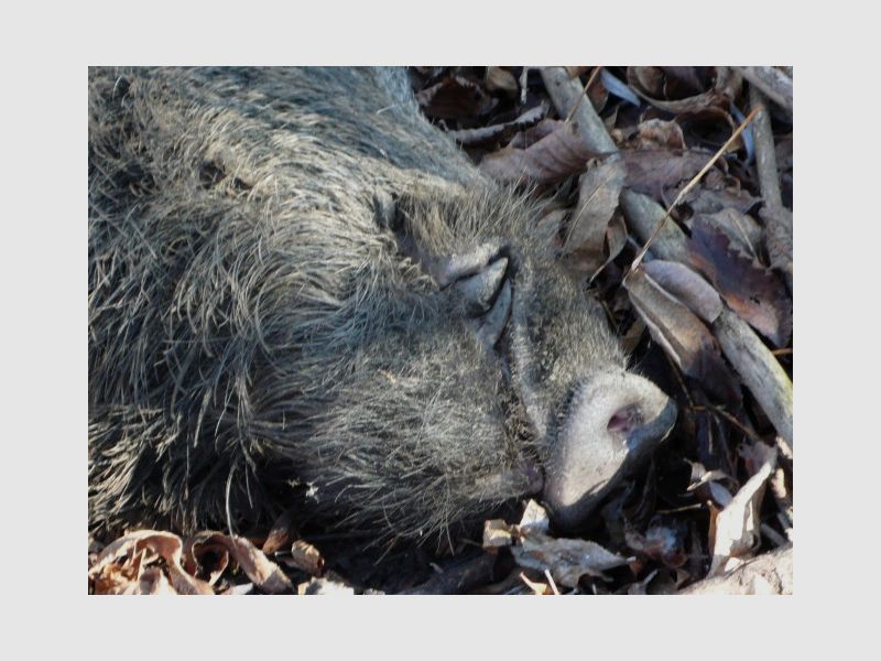 Recherché, chasse au sanglier en Alsace